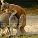 Image for article titled One Weird Trick Female Animals Use to Control Who Gets Them Pregnant